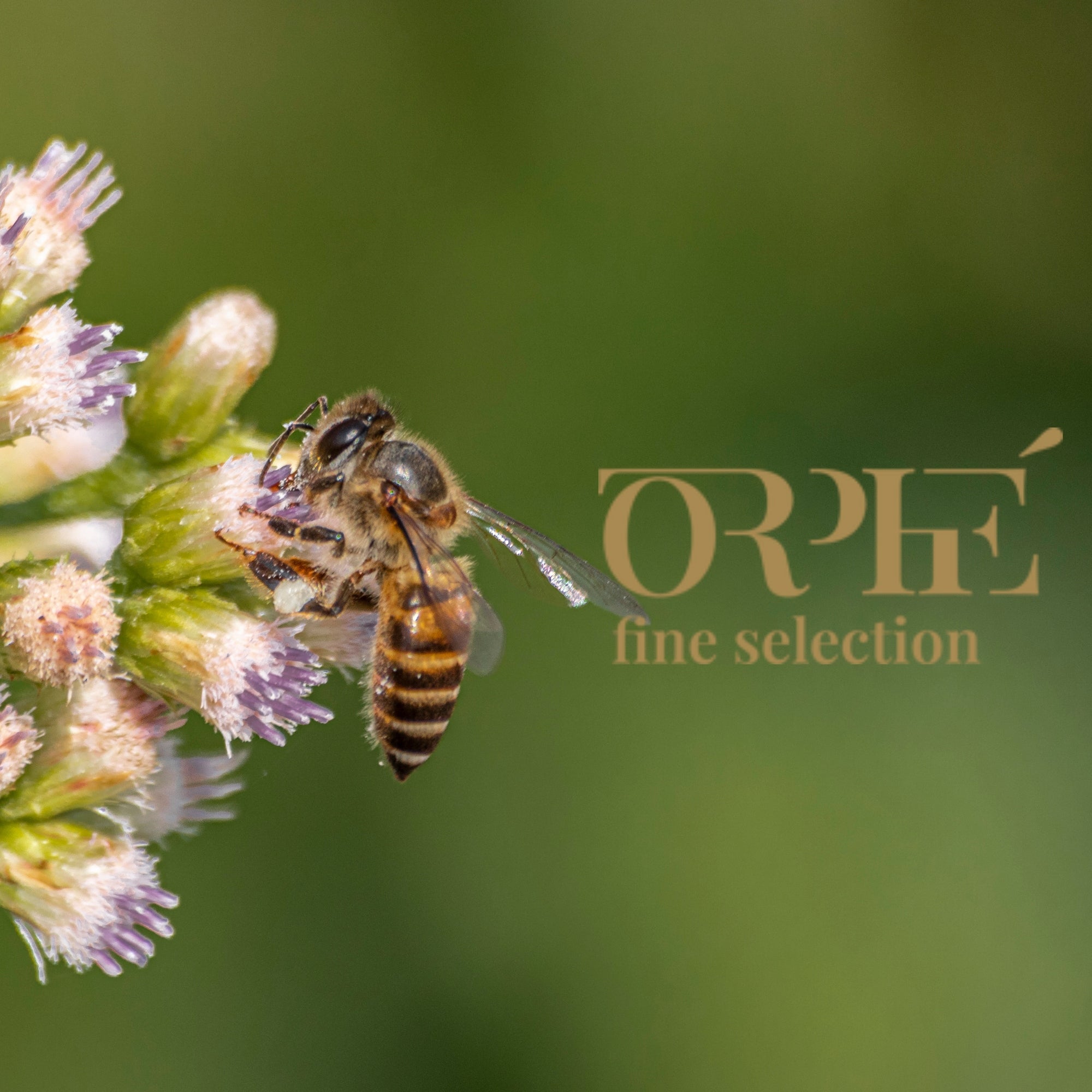 Honey bee on a flower with 'Orphe fine selection' branding